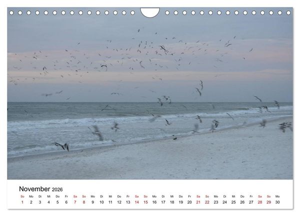 Produktbild: M&ouml;wen am Meer (Wandkalender 2026 DIN A4 quer), CALVENDO Monatskalender