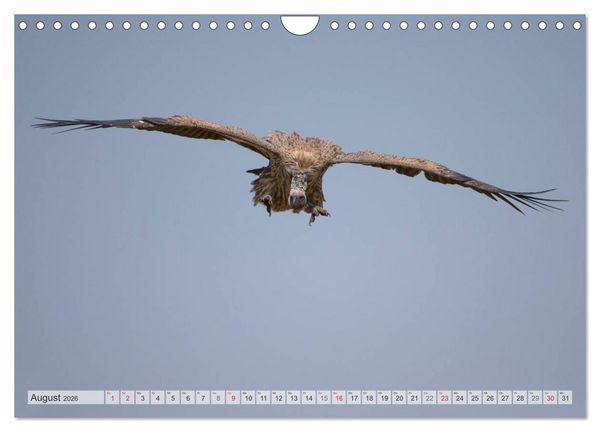 Produktbild: Emotionale Momente: Afrika Wildlife Part 2 / CH-Version (Wandkalender 2026 DIN A4 quer), CALVENDO Monatskalender