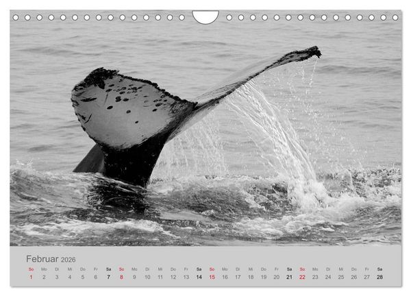 Produktbild: Die Seelen der wilden Tiere (Wandkalender 2026 DIN A4 quer), CALVENDO Monatskalender