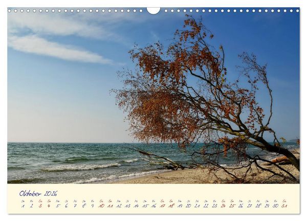 Produktbild: OSTSEEGL&Uuml;CK - Gl&uuml;cksmomente auf dem Dar&szlig; (Wandkalender 2026 DIN A3 quer), CALVENDO Monatskalender