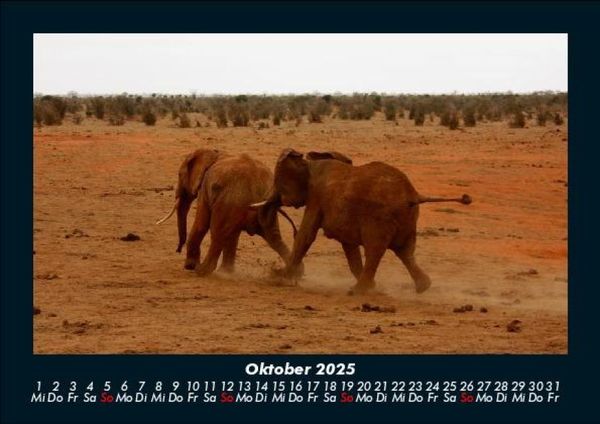 Produktbild: Elefanten 2025 Fotokalender DIN A5