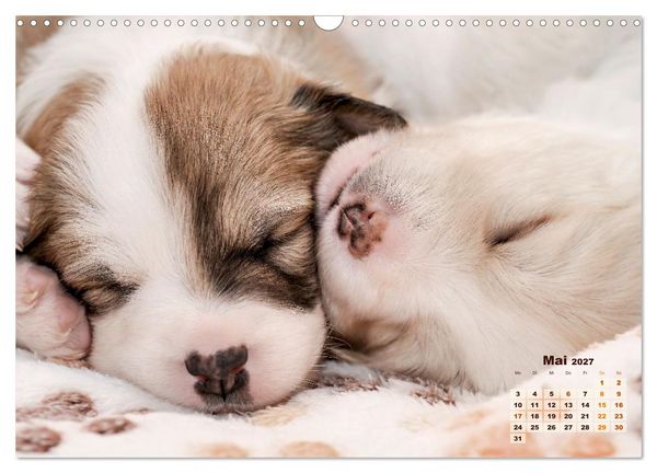 Produktbild: Willkommen auf dieser Welt ihr kleinen Islandhunde (Wandkalender 2027 DIN A3 quer), CALVENDO Monatskalender