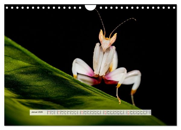 Produktbild: Die Orchideen Gottesanbeterin (Wandkalender 2026 DIN A4 quer), CALVENDO Monatskalender