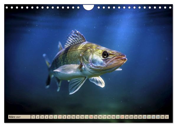 Produktbild: Zander im See (Wandkalender 2027 DIN A4 quer), CALVENDO Monatskalender
