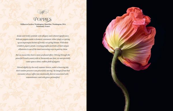 Produktbild: BEAUTIFUL BLOOMS HB