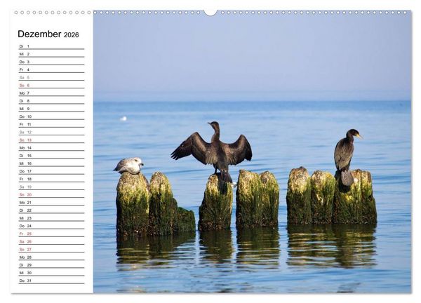 Produktbild: Treffpunkt Ostsee (hochwertiger Premium Wandkalender 2026 DIN A2 quer), Kunstdruck in Hochglanz
