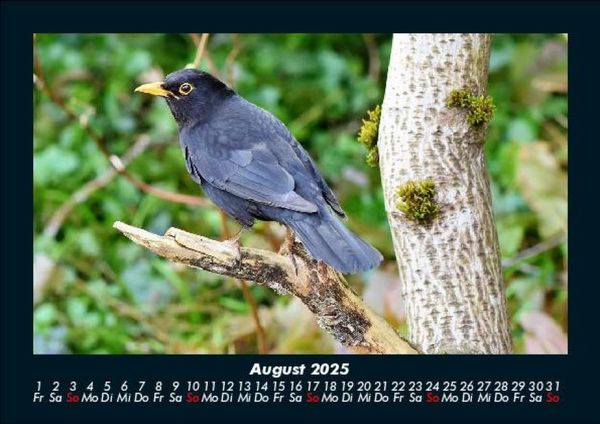 Produktbild: Welt der V&ouml;gel 2025 Fotokalender DIN A5