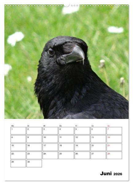 Produktbild: Rabenv&ouml;gel Terminplaner (hochwertiger Premium Wandkalender 2026 DIN A2 hoch), Kunstdruck in Hochglanz