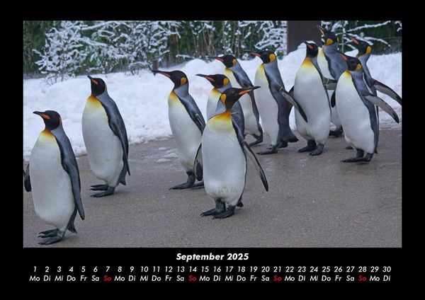Produktbild: Pinguine & Eisb&auml;ren 2025 Fotokalender DIN A3