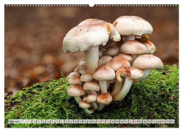 Produktbild: Sch&ouml;n, aber giftig. Giftpilze, die Sammler kennen sollten. (hochwertiger Premium Wandkalender 2027 DIN A2 quer), Kunstdruck in Hochglanz