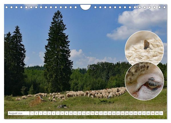 Produktbild: Weidetiere - Landschaftsgestalter seit Jahrhunderten (Wandkalender 2026 DIN A4 quer), CALVENDO Monatskalender