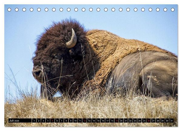 Produktbild: Wisent und Bison (Tischkalender 2026 DIN A5 quer), CALVENDO Monatskalender