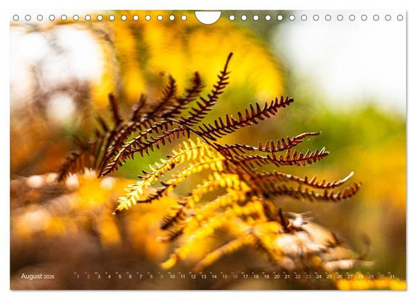 Produktbild: Ber&uuml;hrende Sch&ouml;nheit des Verg&auml;nglichen (Wandkalender 2026 DIN A4 quer), CALVENDO Monatskalender