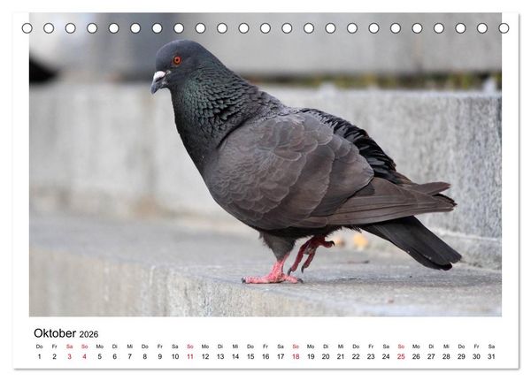 Produktbild: Geliebte Tauben (Tischkalender 2026 DIN A5 quer), CALVENDO Monatskalender