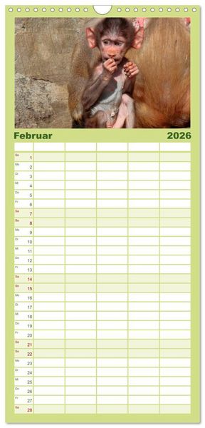 Produktbild: Familienplaner 2026 - Affen - Affenkinder mit 5 Spalten (Wandkalender, 21 x 45 cm) CALVENDO