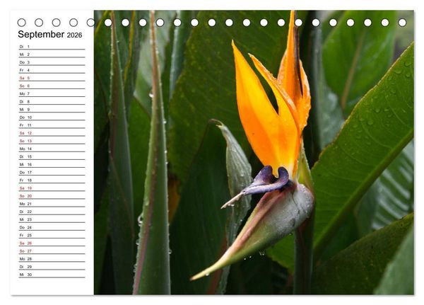 Produktbild: Strelitzien - die Paradiesv&ouml;gel unter den Blumen (Tischkalender 2026 DIN A5 quer), CALVENDO Monatskalender