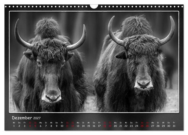 Produktbild: Tieren ins Gesicht geschaut (Wandkalender 2027 DIN A3 quer), CALVENDO Monatskalender
