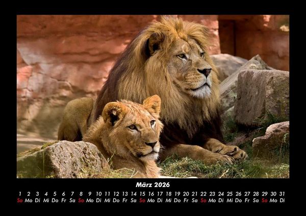 Produktbild: L&ouml;wen in der Wildnis 2026 Fotokalender DIN A3