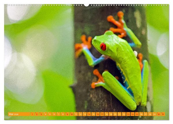 Produktbild: Wildes Costa Rica (Wandkalender 2026 DIN A2 quer), CALVENDO Monatskalender