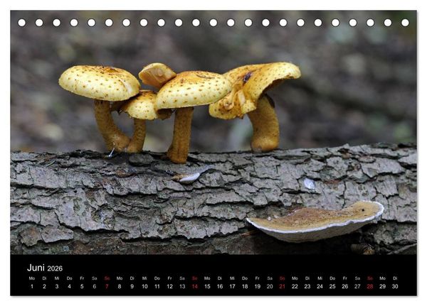 Produktbild: Pilze (Tischkalender 2026 DIN A5 quer), CALVENDO Monatskalender