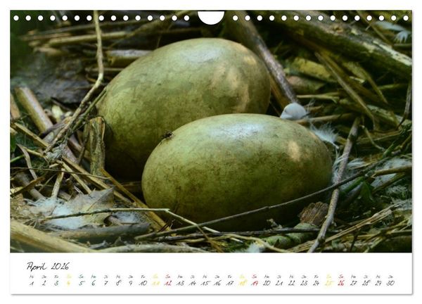 Produktbild: Schw&auml;ne, Liebe f&uuml;r die Ewigkeit (Wandkalender 2026 DIN A4 quer), CALVENDO Monatskalender