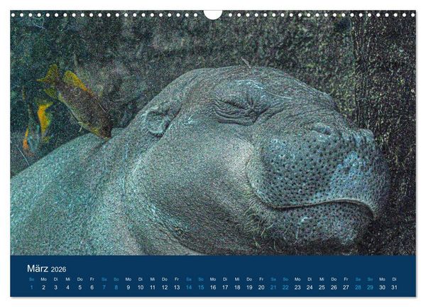 Produktbild: Nilpferde, Kolosse in Afrika (Wandkalender 2026 DIN A3 quer), CALVENDO Monatskalender