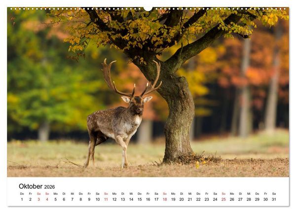 Produktbild: Unsere heimische Tierwelt (Wandkalender 2026 DIN A2 quer), CALVENDO Monatskalender
