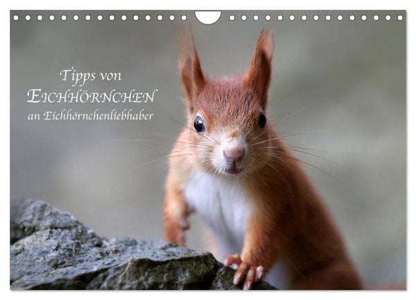 Produktbild: Tipps von Eichh&ouml;rnchen an Eichh&ouml;rnchenliebhaber (Wandkalender 2026 DIN A4 quer), CALVENDO Monatskalender