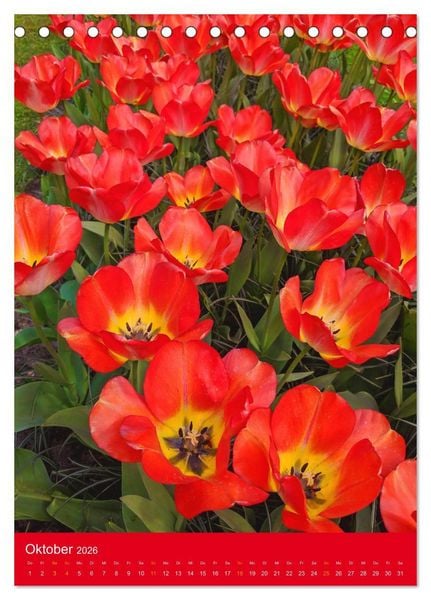 Produktbild: Tulpen. Bunter Fr&uuml;hling (Tischkalender 2026 DIN A5 hoch), CALVENDO Monatskalender