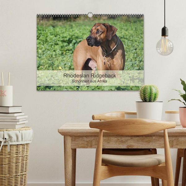 Produktbild: Rhodesian Ridgeback Sch&ouml;nheit aus Afrika (Wandkalender 2026 DIN A3 quer), CALVENDO Monatskalender