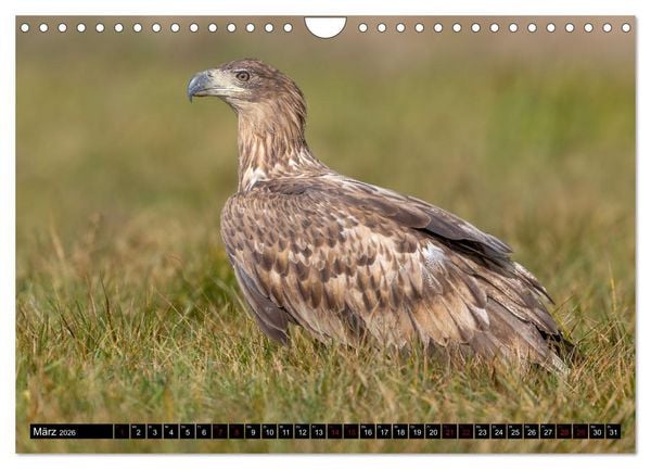 Produktbild: Seeadler in Polen (Wandkalender 2026 DIN A4 quer), CALVENDO Monatskalender