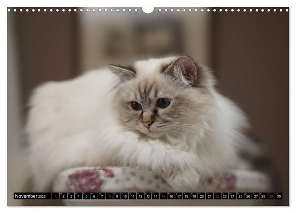 Produktbild: Heilige Birma Katzenkalender (Wandkalender 2026 DIN A3 quer), CALVENDO Monatskalender