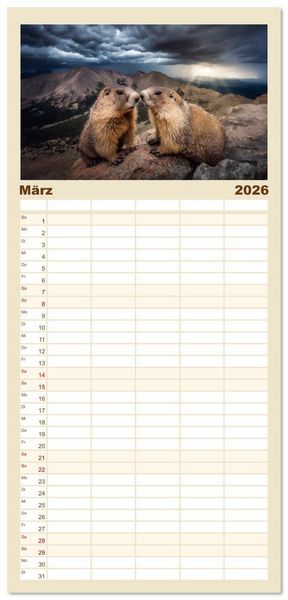 Produktbild: Familienplaner 2026 - Alpenpl&uuml;sch - Mit Murmeltieren durchs Jahr mit 5 Spalten (Wandkalender, 21 x 45 cm) CALVENDO