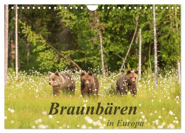 Braunbären in Europa (Wandkalender 2026 DIN A4 quer), CALVENDO Monatskalender