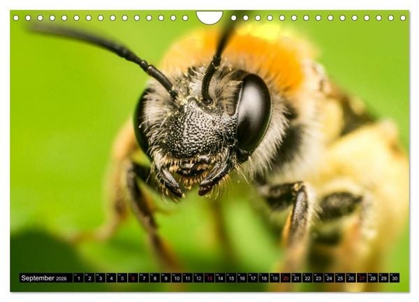 Produktbild: Kleine Wesen &ndash; Makroaufnahmen von einheimischen Insekten (Wandkalender 2026 DIN A4 quer), CALVENDO Monatskalender