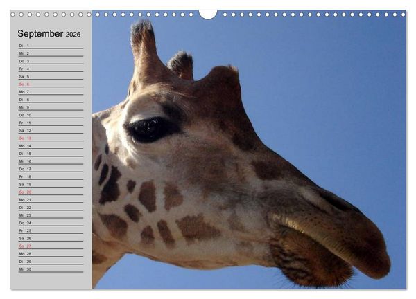 Produktbild: Giraffen. Dem Himmel so nah (Wandkalender 2026 DIN A3 quer), CALVENDO Monatskalender