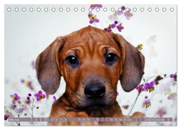Produktbild: Rhodesian Ridgeback Augen-Blicke (Tischkalender 2026 DIN A5 quer), CALVENDO Monatskalender