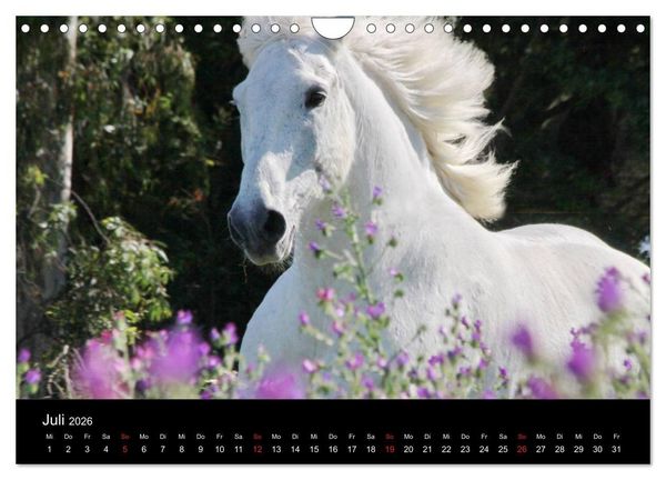 Produktbild: Caballos Spanische Pferde 2026 (Wandkalender 2026 DIN A4 quer), CALVENDO Monatskalender