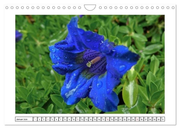 Produktbild: Alpenblumen. Bunte Welt in luftiger H&ouml;he (Wandkalender 2026 DIN A4 quer), CALVENDO Monatskalender