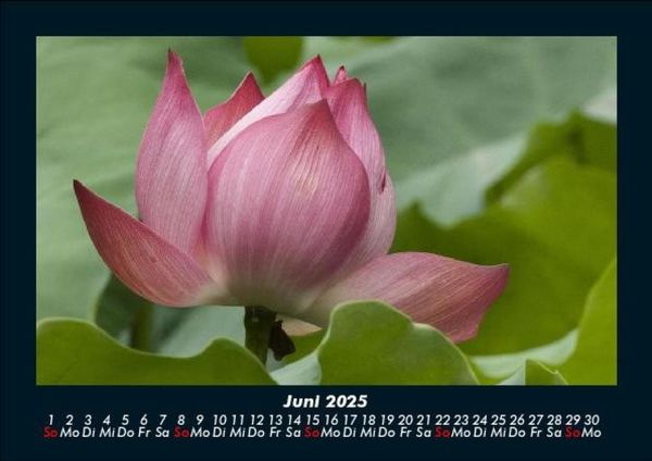 Produktbild: Blumentr&auml;ume 2025 Fotokalender DIN A5