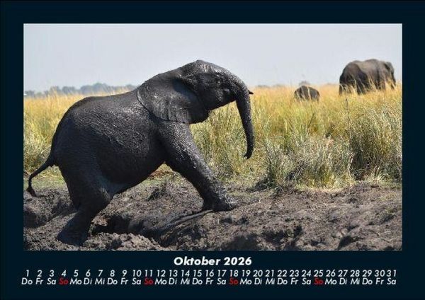 Produktbild: Elefanten - Die sanften Riesen Afrikas 2026 Fotokalender DIN A5