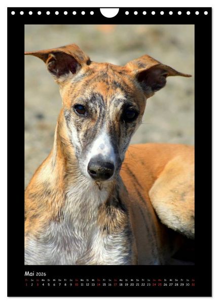 Produktbild: Ein Whippet wird erwachsen (Wandkalender 2026 DIN A4 hoch), CALVENDO Monatskalender