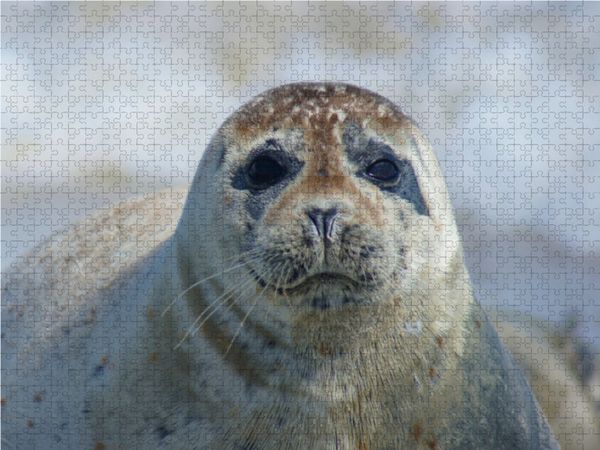Produktbild: CALVENDO Puzzle Robben Blick 1000 Teile Lege-Gr&ouml;&szlig;e 64 x 48 cm Foto-Puzzle Bild von Kattobello