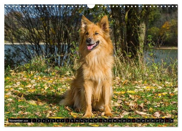 Produktbild: Altdeutsche H&uuml;tehunde - Fast vergessen (Wandkalender 2026 DIN A3 quer), CALVENDO Monatskalender