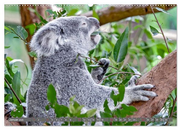 Produktbild: Koalas - Kuscheliges Symbol Australiens (Wandkalender 2026 DIN A2 quer), CALVENDO Monatskalender