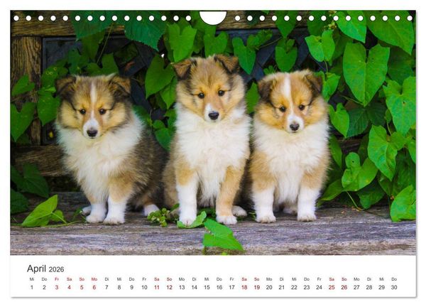 Produktbild: Shelties - Die zuckers&uuml;&szlig;en Vierbeiner. (Wandkalender 2026 DIN A4 quer), CALVENDO Monatskalender