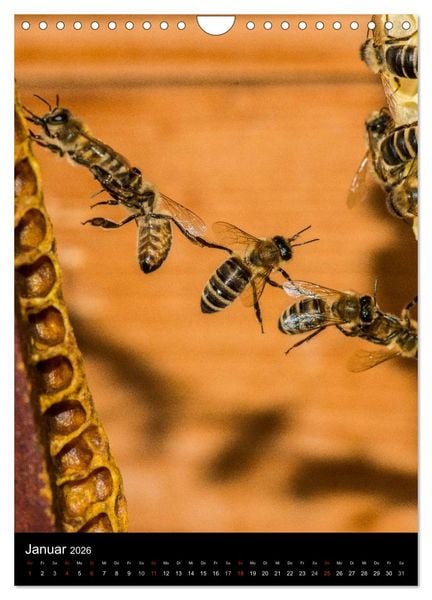 Produktbild: Bienen (Wandkalender 2026 DIN A4 hoch), CALVENDO Monatskalender