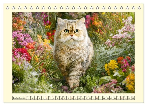 Produktbild: Selkirk Rex Katzen. Lockenzauber im Blumengarten (Tischkalender 2026 DIN A5 quer), CALVENDO Monatskalender