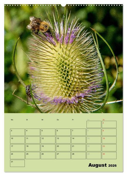 Produktbild: Bienenplaner (Wandkalender 2026 DIN A2 hoch), CALVENDO Monatskalender