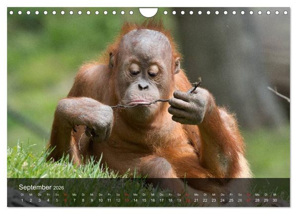 Produktbild: Menschenaffen. Gorillas, Schimpansen, Orang-Utans (Wandkalender 2026 DIN A4 quer), CALVENDO Monatskalender
